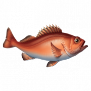 (c) Chesapeakefish.com